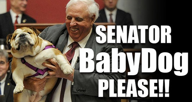 Jim Justice annonce sa course contre Joe Manchin mais la plupart des gens veulent le sénateur BabyDog !  – .